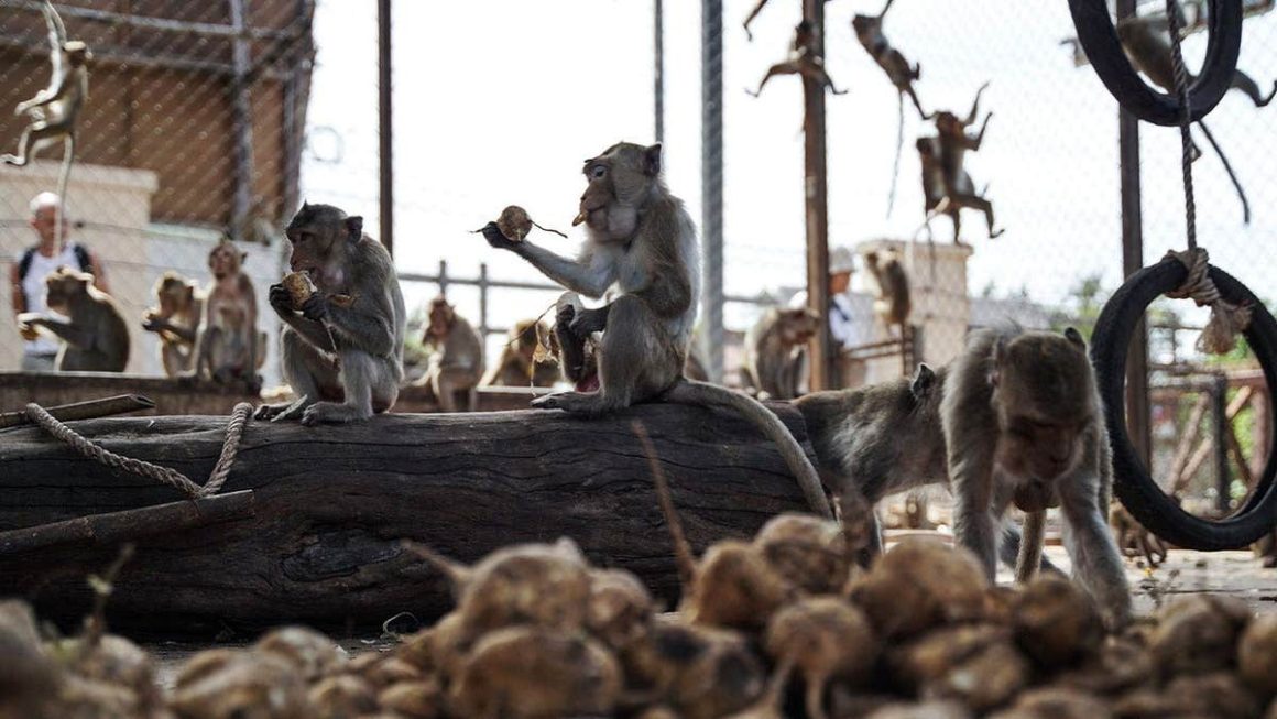 Monkeys on the Loose: Lopburi Authorities Work to Recapture Escaped Animals