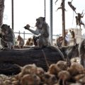 Monkeys on the Loose: Lopburi Authorities Work to Recapture Escaped Animals