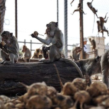 Monkeys on the Loose: Lopburi Authorities Work to Recapture Escaped Animals