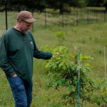 Kanazawich_Oaks_NPR Forest Service Reorganization Threatens Research Efforts