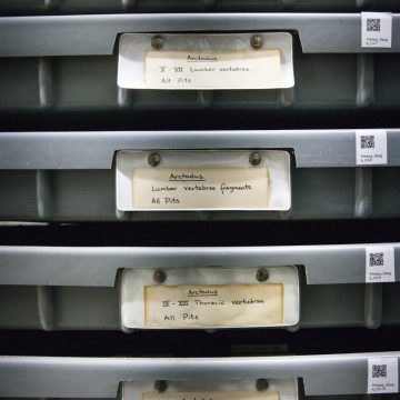 Renovation and Relocation at the La Brea Tar Pits