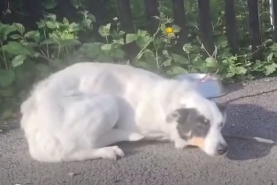 Abandoned Dog Sparks Heartfelt Response from Irish Rescue Group