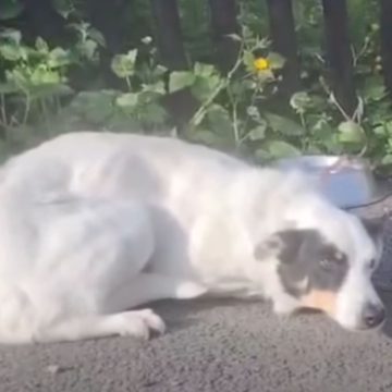 Abandoned Dog Sparks Heartfelt Response from Irish Rescue Group