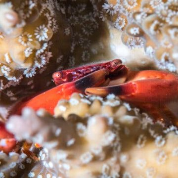 Promise for Coral Reefs Amid Warming Oceans