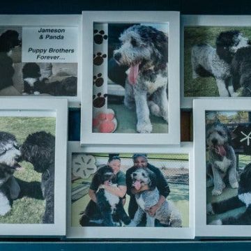 Police Shooting of Pet Dog Raises Questions on Use of Force