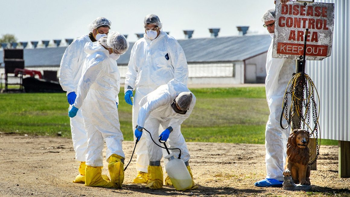 Understanding Bird Flu: Causes, Symptoms, and Prevention