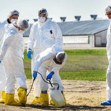 Understanding Bird Flu: Causes, Symptoms, and Prevention