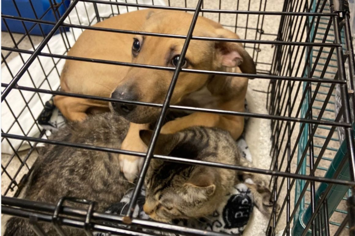 Puppy Boris and Cat Jenkins: A Rescue Story
