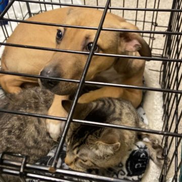 923cccc4-ae4d-4ac0-a5c5-b65262cb64ac Puppy Boris and Cat Jenkins: A Rescue Story