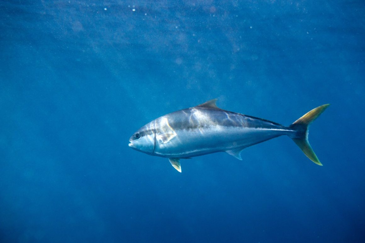 Trump Proclamation Opens Pacific Protected Waters to Commercial Fishing