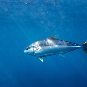 Trump Proclamation Opens Pacific Protected Waters to Commercial Fishing