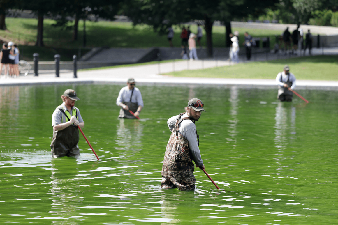 a1438020-52d2-46b7-a56b-b65a0f7090b5 Lincoln Memorial Pool Renovation and Algae Issue