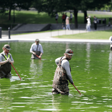 Lincoln Memorial Pool Renovation and Algae Issue