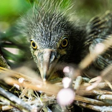 Challenges Facing the Black-Crowned Night Heron in New York