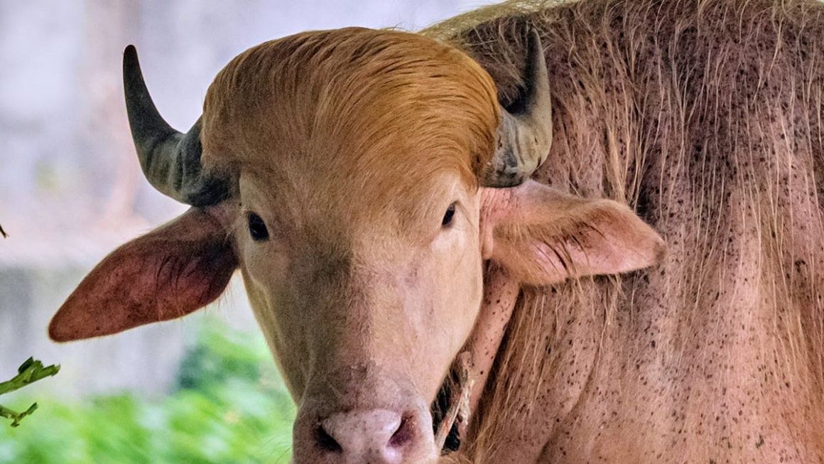 b3a153bd-3f1a-48dc-a0fe-74108f7fe6cf Albino Buffalo Gains Fame for Unusual Hairstyle Resembling Donald Trump