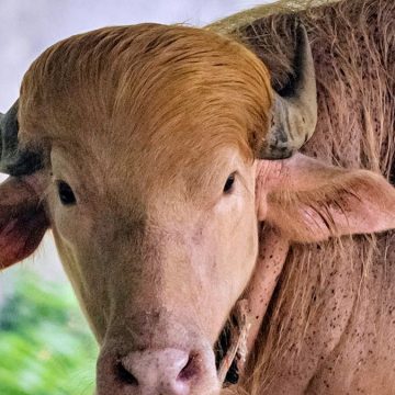 Albino Buffalo Gains Fame for Unusual Hairstyle Resembling Donald Trump