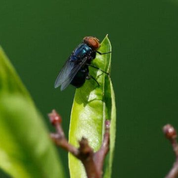 Flesh-Eating Fly’s Unwelcome Return Concerns Scientists and Farmers