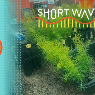 Developing Climate-Resilient Forests with Douglas Fir Seedlings