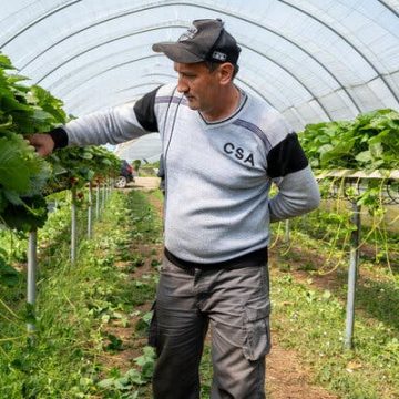 Brexit’s Impact on Seasonal Farm Labor in Britain