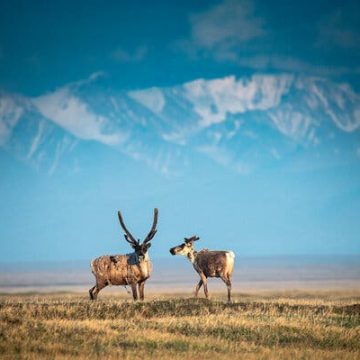 c5ed2706-8cea-443e-bdf3-08c6c6ad0dce Arctic National Wildlife Refuge Auction Yields Minimal Interest