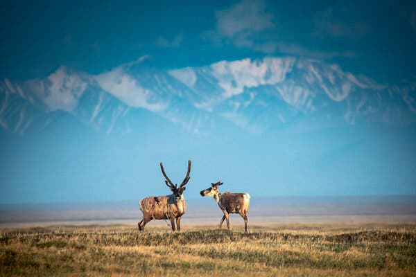 c5ed2706-8cea-443e-bdf3-08c6c6ad0dce Arctic National Wildlife Refuge Auction Yields Minimal Interest