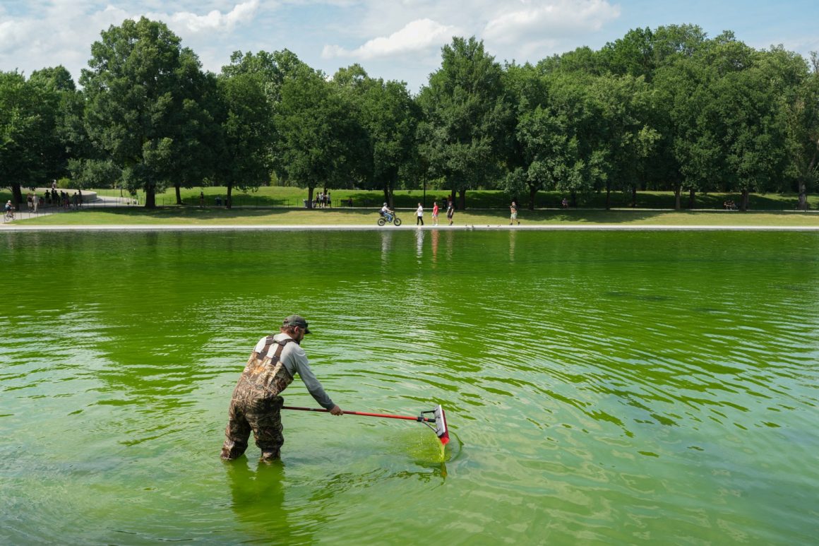 The Lincoln Memorial Reflecting Pool Turns Green: Causes and Challenges