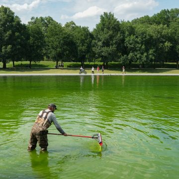 The Lincoln Memorial Reflecting Pool Turns Green: Causes and Challenges