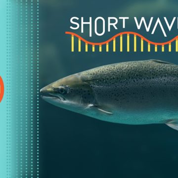 Why So Many Coho Salmon Are Dying: A Closer Look at the Role of Tire Chemicals