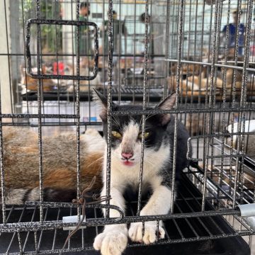 Vietnam Seizes Over 400 Cats, Uncovers Major Cat Meat Crime Ring