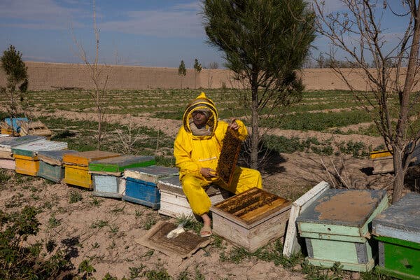 d33053cf-3f0c-48ba-ad5a-24294c918795 Afghan Women’s Entrepreneurship Under Taliban Restrictions
