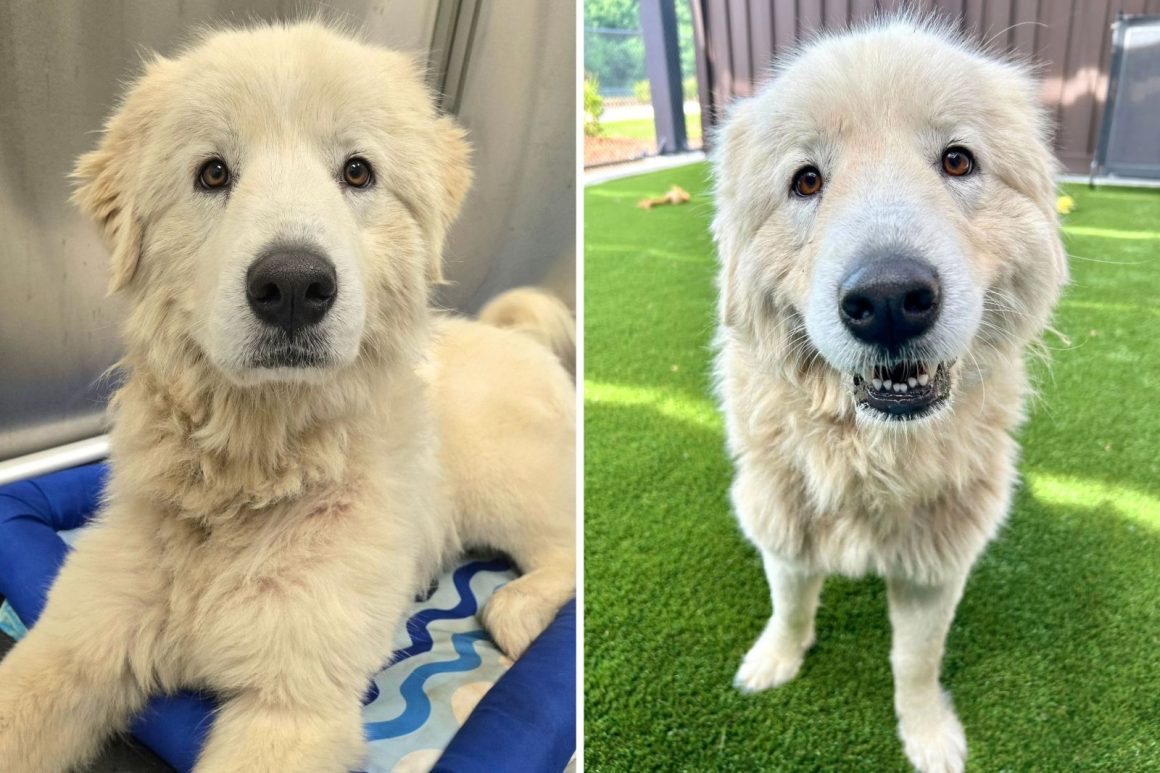 Dorotha the Dog Finds Hope After Being Left Behind