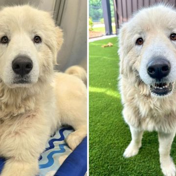 Dorotha the Dog Finds Hope After Being Left Behind