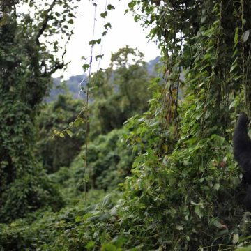 Challenges in Protecting Virunga National Park Amid Ebola and Conflict
