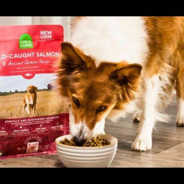 dcfda175-2875-4e23-b0df-5d18a407a77b 9 Best Dog Foods For Sensitive Stomachs