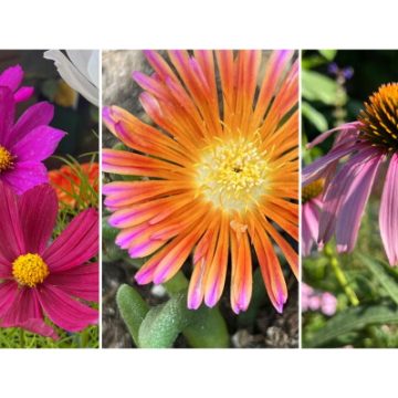 e1e9b33f-7122-4d0d-909f-668daf75735c Spring Plant Trials and Recommendations