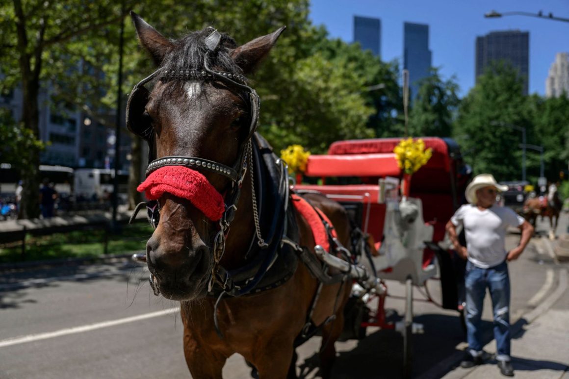 Calls to Ban Carriage Horses Intensify After a Horse’s Death in Central Park