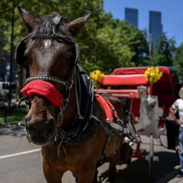 Calls to Ban Carriage Horses Intensify After a Horse’s Death in Central Park