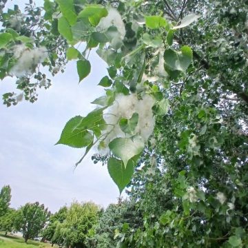 The Mystical Eastern Cottonwood: A Seasonal Delight and Ecological Presence