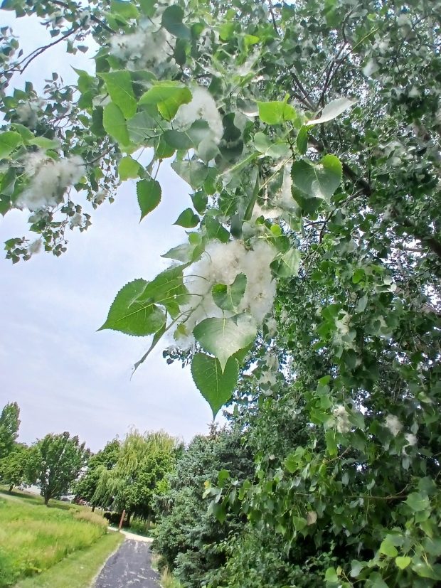 e9bd516e-8110-4ed0-9202-868ae30d1bf4 The Mystical Eastern Cottonwood: A Seasonal Delight and Ecological Presence