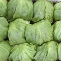 Taylor Farms Faces Outbreak Linked to Iceberg Lettuce