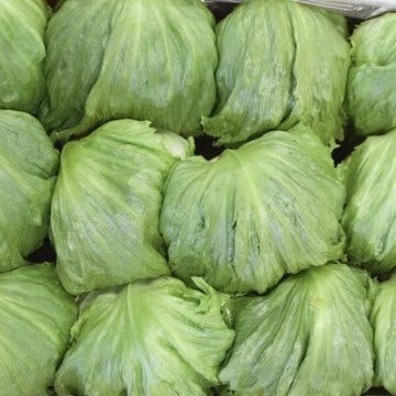 Taylor Farms Faces Outbreak Linked to Iceberg Lettuce