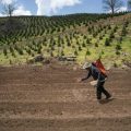 Fertilizer Crisis Amid Iran Conflict Impacts Global Agriculture