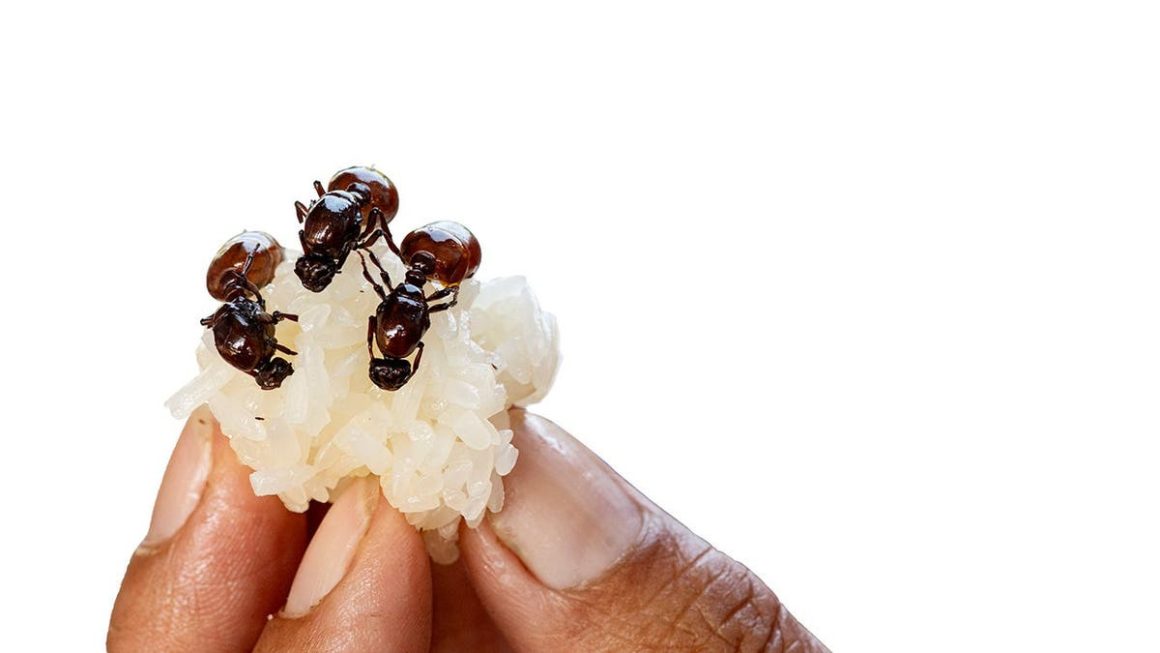 Michelin-Starred Restaurant Owner in South Korea Faces Legal Trouble Over Ant-Ridden Dishes