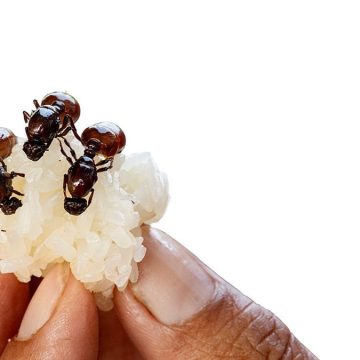 Michelin-Starred Restaurant Owner in South Korea Faces Legal Trouble Over Ant-Ridden Dishes