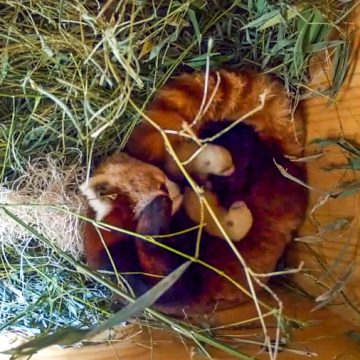 Red Panda Cubs at Santa Barbara Zoo Face Tragic Losses