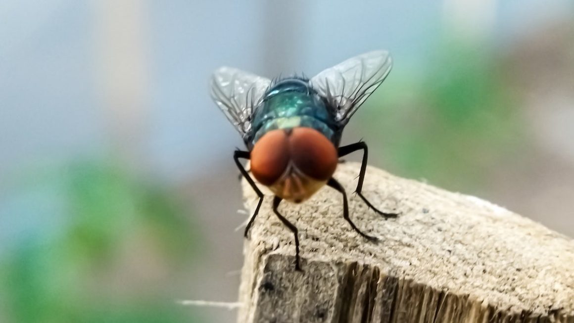 Concerns Rise Over New World Screwworm in the U.S.
