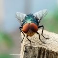 Concerns Rise Over New World Screwworm in the U.S.