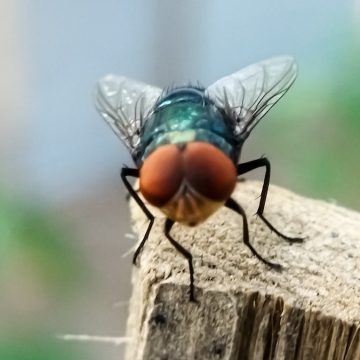 Concerns Rise Over New World Screwworm in the U.S.