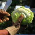 CDC Links Cyclosporiasis Outbreak to Shredded Lettuce at Taco Bell