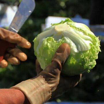 CDC Links Cyclosporiasis Outbreak to Shredded Lettuce at Taco Bell
